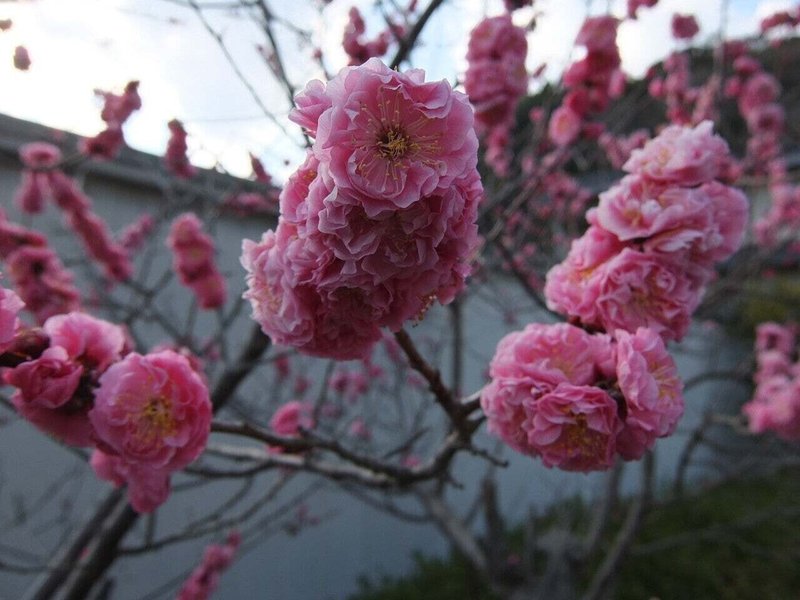 桜豊川桃