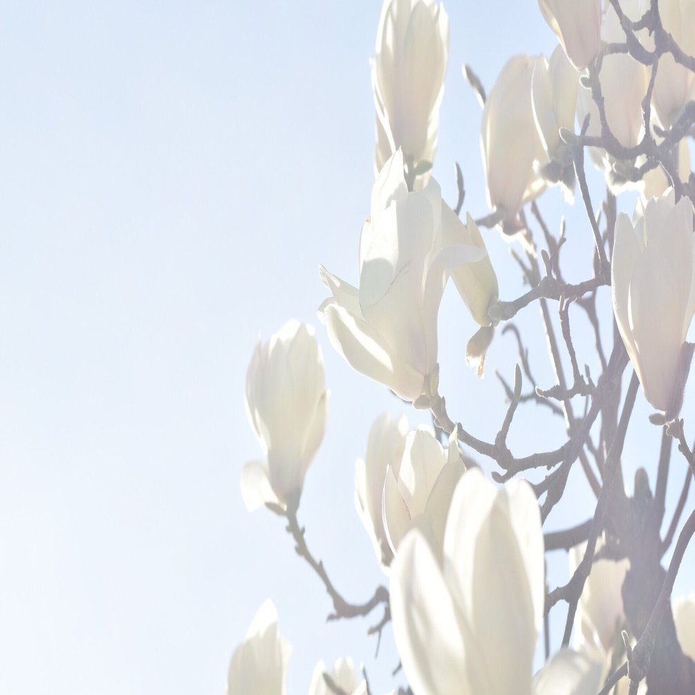 木蓮の香り ルミ Note