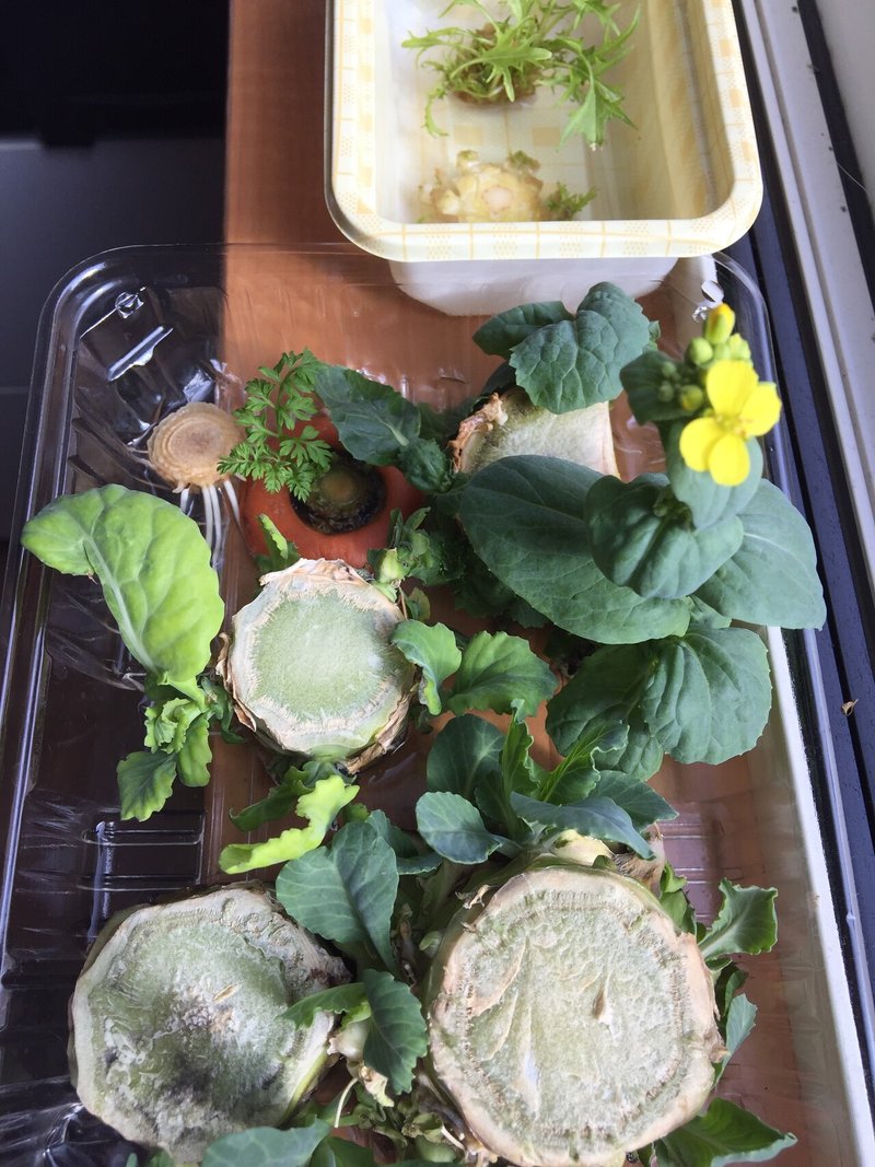 ゼロ円栽培のキャベツの花が Bachiko00 Note