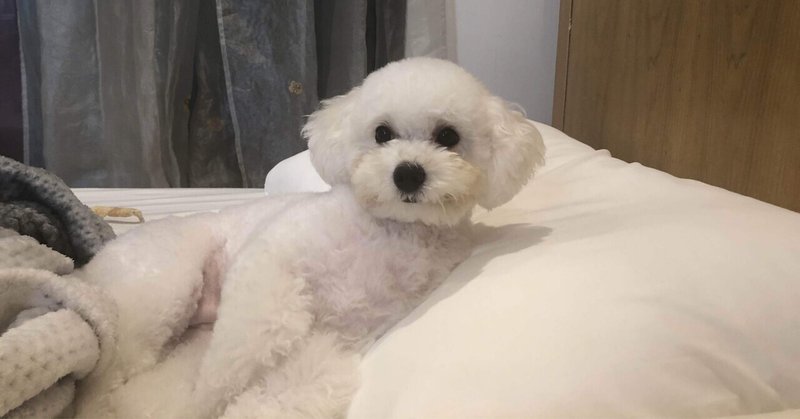 一人暮らしで犬を飼う の新着タグ記事一覧 Note つくる つながる とどける