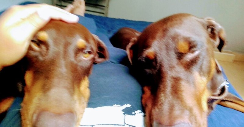 お赤飯は炊きません クーパパ 極貧メキシカン犬バカ爺 Note
