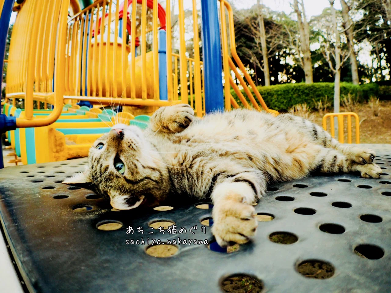 放心状態 猫写真家 中山祥代 Note
