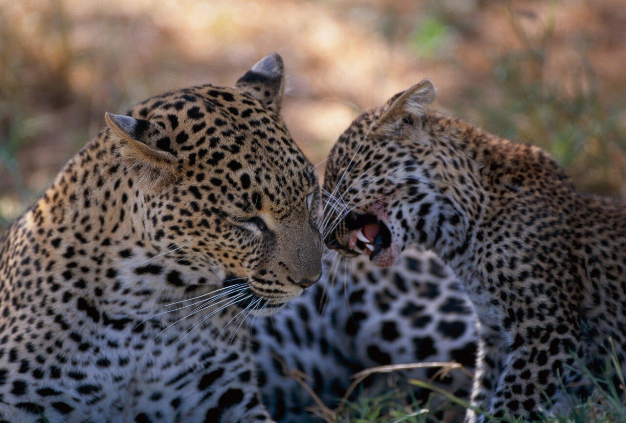 美しきヒョウの母子 写真集 サバンナのネコ ミニギャラリー5 Hb ホーム社文芸図書webサイト 美しきヒョウの母子 写真集 サバンナのネコ ミニギャラリー5 Hb ホーム社文芸図書webサイト