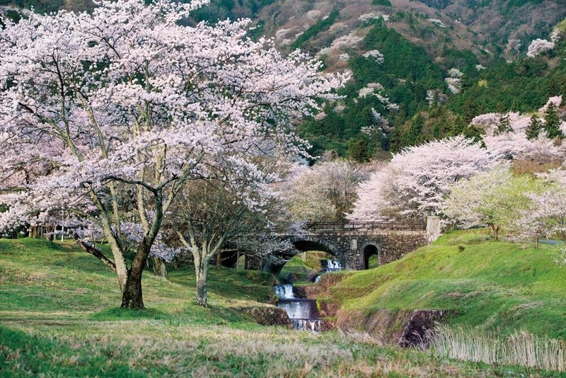 霞間ヶ渓 災害との闘いが育んだ桜の名所 岐阜県揖斐郡池田町 ほんのひととき Note