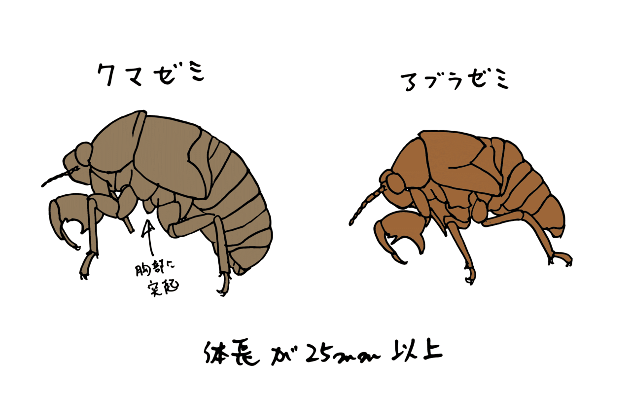 旬ではない生き物の観察 セミをめぐる冒険 浜松科学館 みらいーら