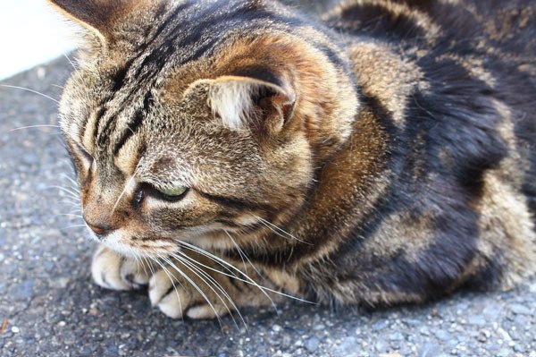 H26.6.異人館街のお店の前でじっとしてた子。