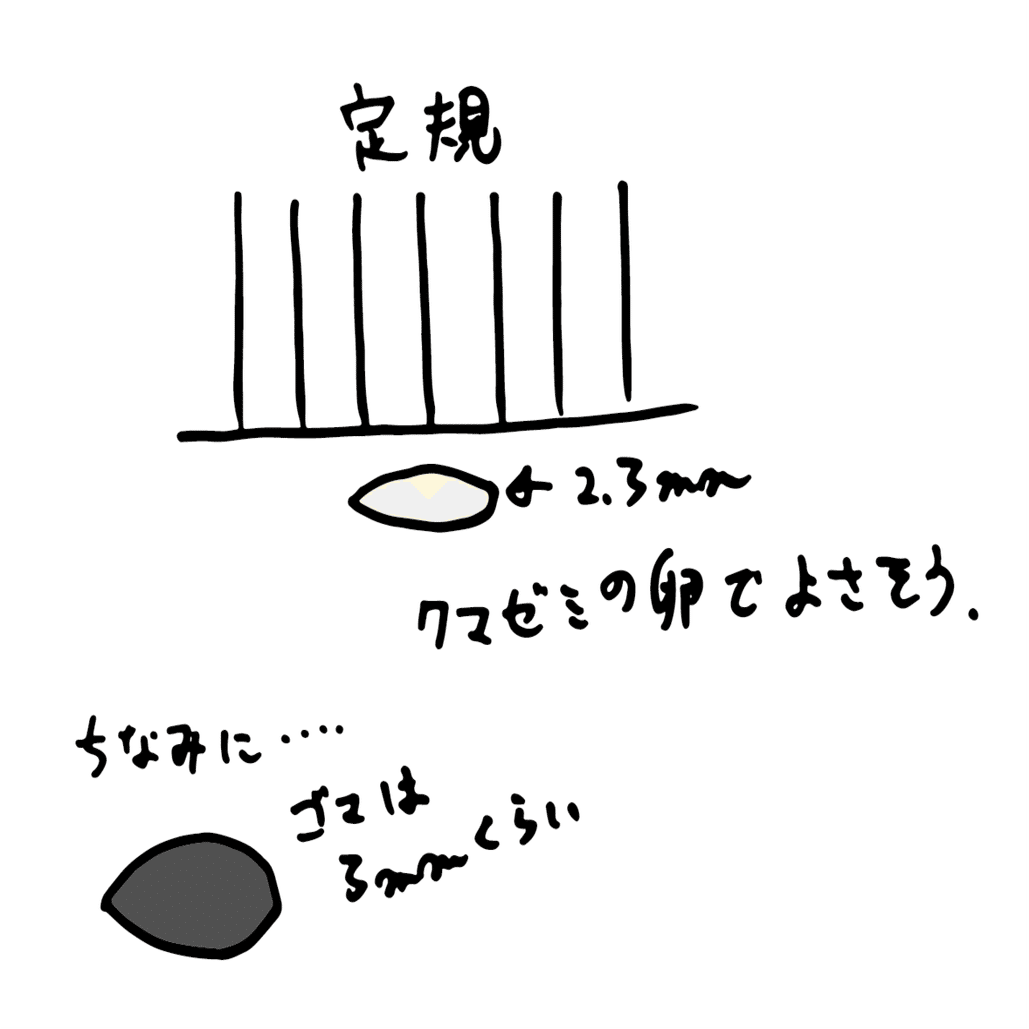 旬ではない生き物の観察 セミをめぐる冒険 浜松科学館 みらいーら