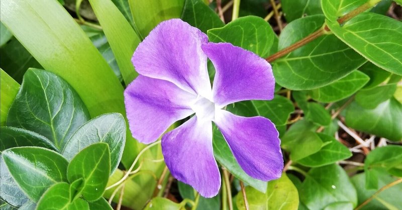 毒性有り の新着タグ記事一覧 Note つくる つながる とどける