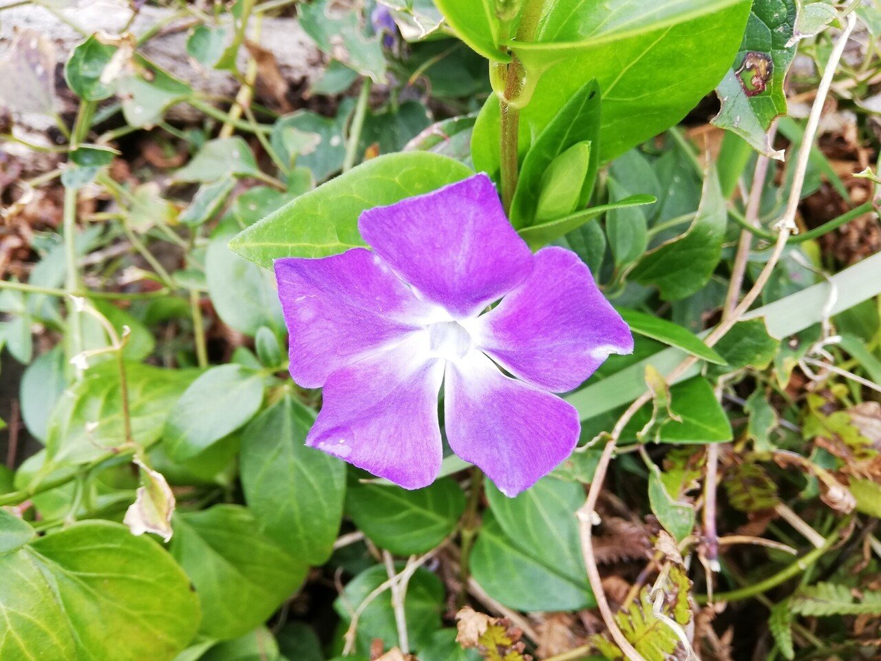 三月の野草探歩 ツルニチニチソウ 一空さん Note