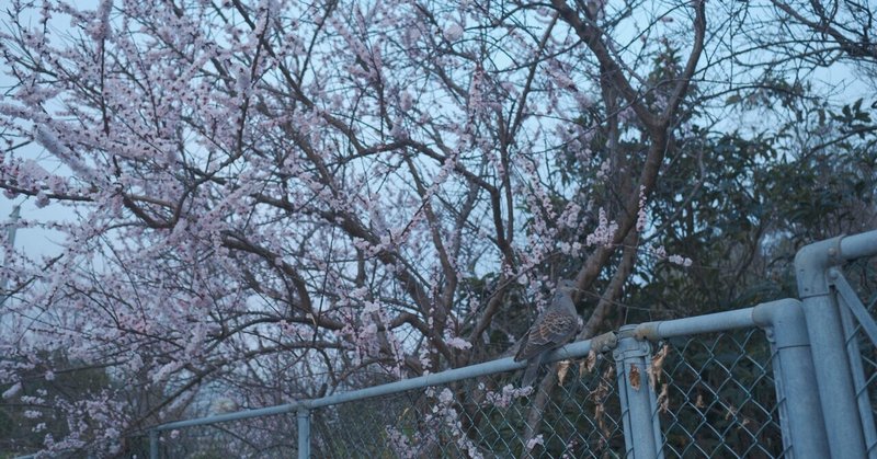 春の匂い Sgk Note