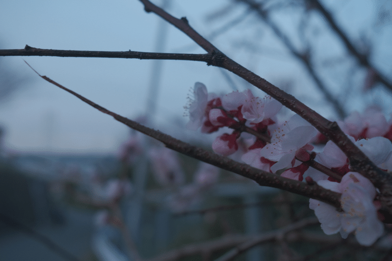 春の匂い Sgk Note