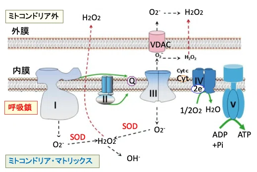 体がみるみる若返るミトコンドリア活性化術10 福田 一典 銀座東京クリニック Note
