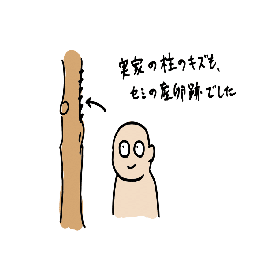 旬ではない生き物の観察 セミをめぐる冒険 浜松科学館 みらいーら