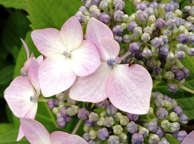 咲き始めの紫陽花