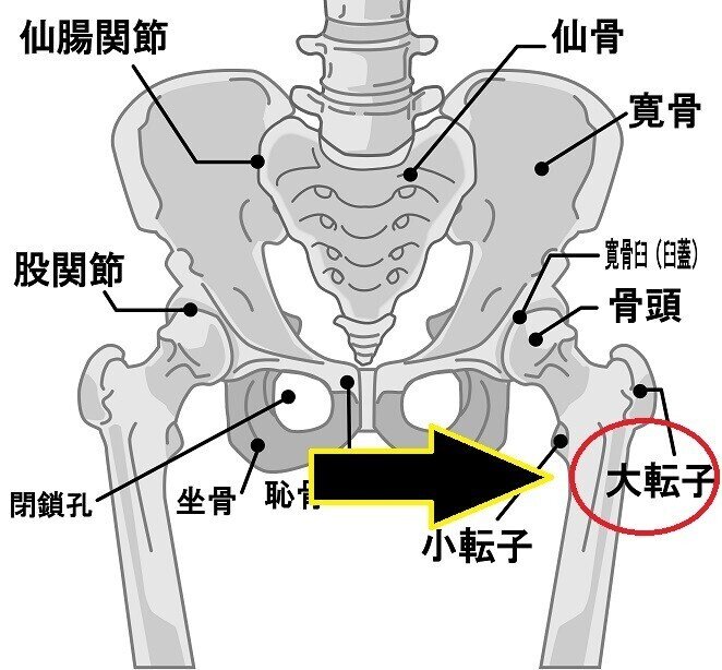 大転子の図