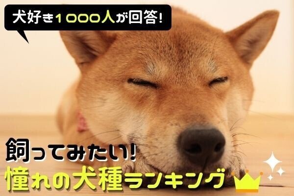 そうなんだ 柴なんだ Ikeiketvblog Note そうなんだ 柴なんだ Ikeiketvblog Note