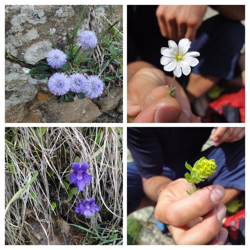 ピレネーの高山植物