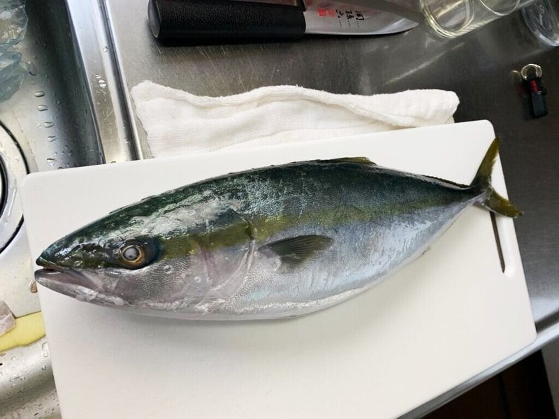 食べる魚コレクション003 ブリ イナダ ワラサ ハマチ おおたしじみ Note