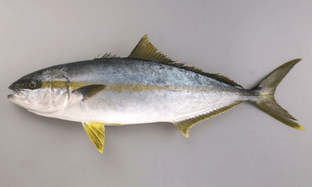 食べる魚コレクション003 ブリ イナダ ワラサ ハマチ おおたしじみ Note