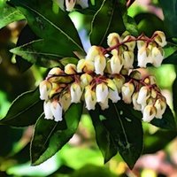 7月22日 誕生花はペチュニア Note短歌部 御子柴 流歌 Note