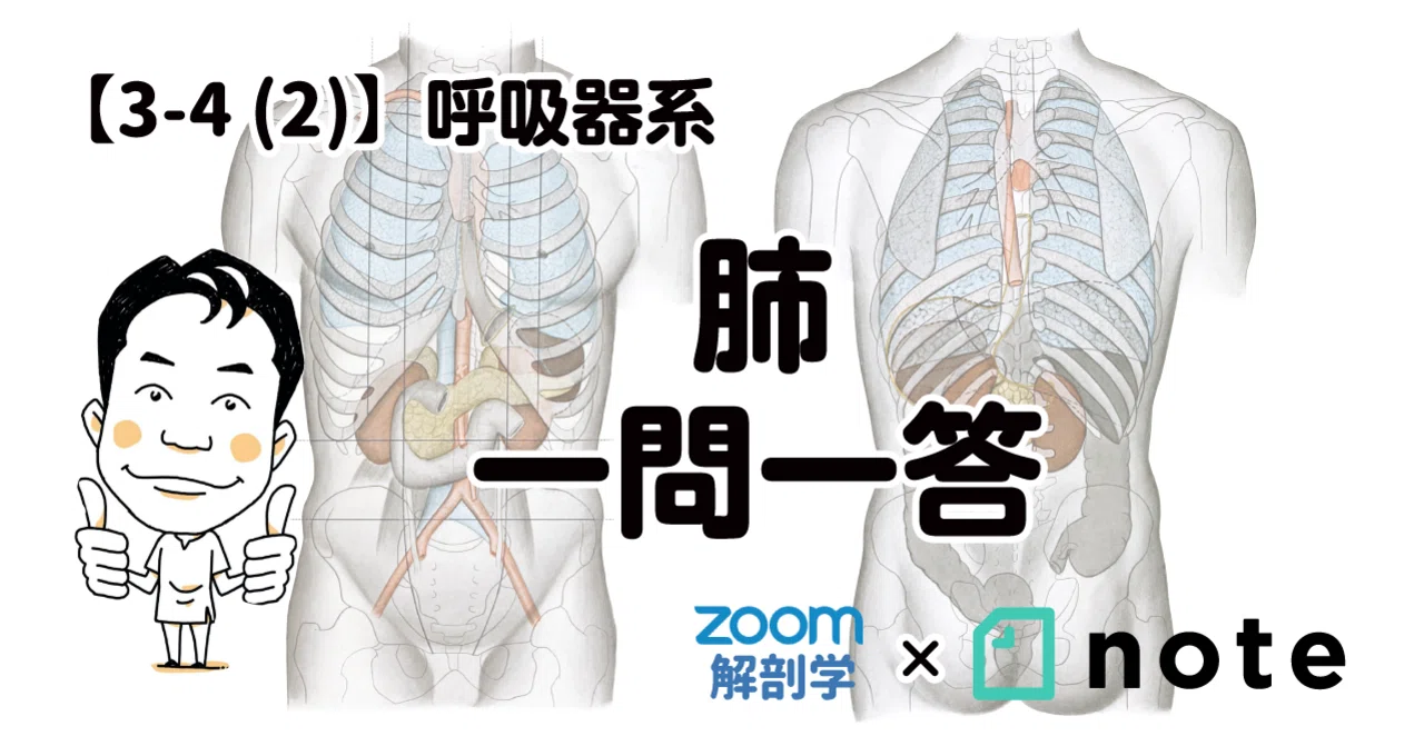 解剖学 3-4 (2)】呼吸器系 - 肺 一問一答｜かずひろ先生（黒澤一弘｜解剖×教育