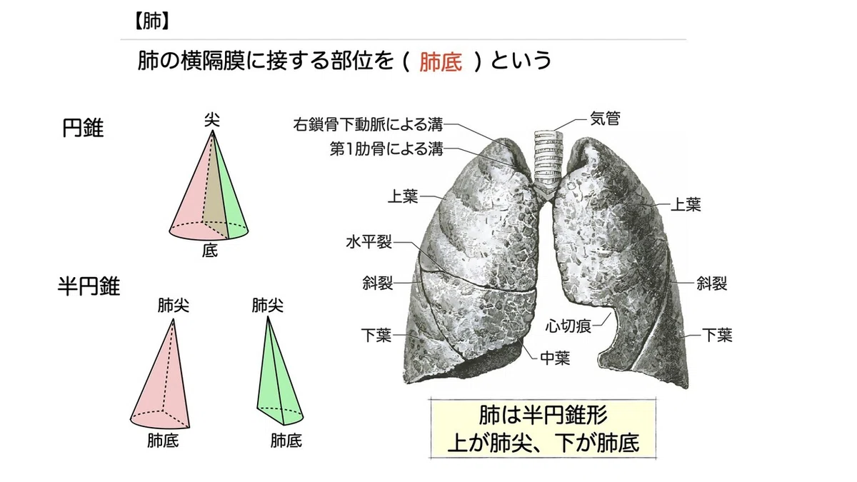 3-4 (2)】呼吸器系 - 肺 一問一答｜かずひろ先生（黒澤一弘｜解剖×教育