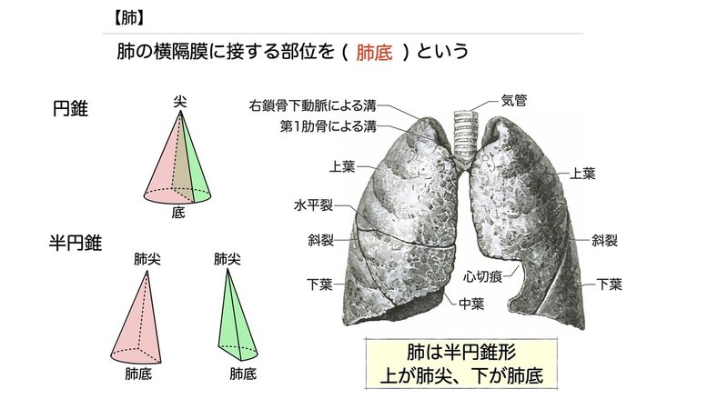 【徹底的国試対策】3-4 呼吸器系 - 肺.034