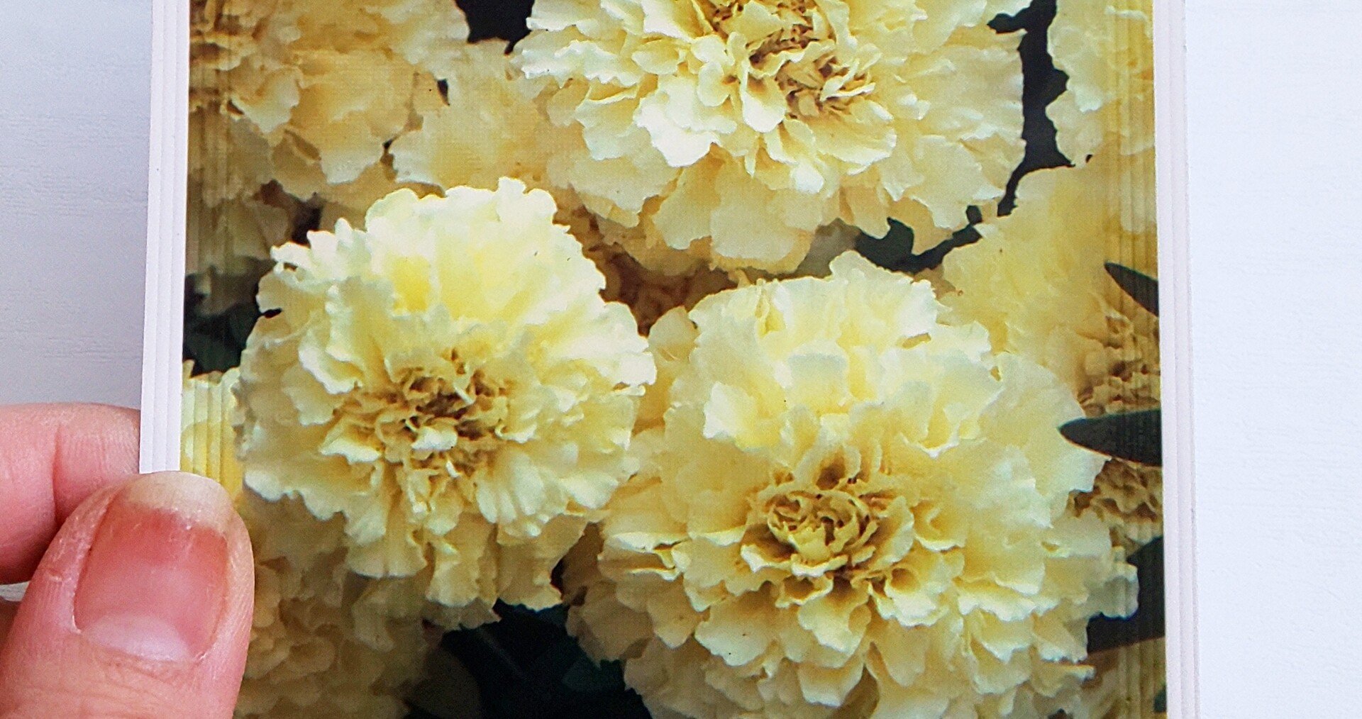 マリーゴールド バニラの種蒔き Mariko Seasons Note