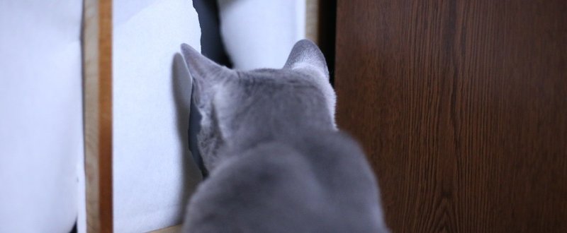 【保存版】猫の尿路結石対策