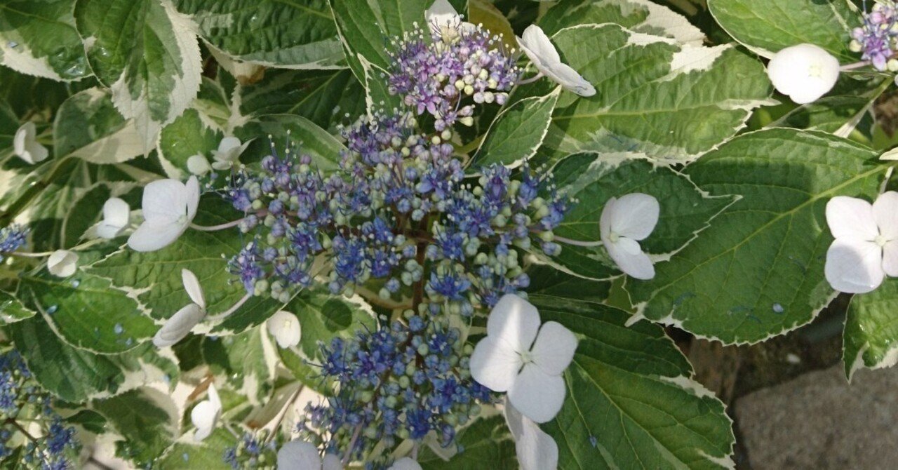 斑入り額紫陽花 フイリガクアジサイ の青い花の開花 雑木の庭の苗木と草花ショップ ぞう木りん Note