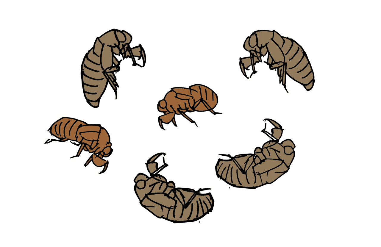 旬ではない生き物の観察 セミをめぐる冒険 浜松科学館 みらいーら 旬ではない生き物の観察 セミをめぐる冒険 浜松科学館 みらいーら