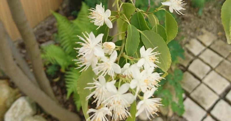 ハイノキの春 芽出しから開花し若葉へ 雑木の庭の苗木と草花ショップ ぞう木りん Note