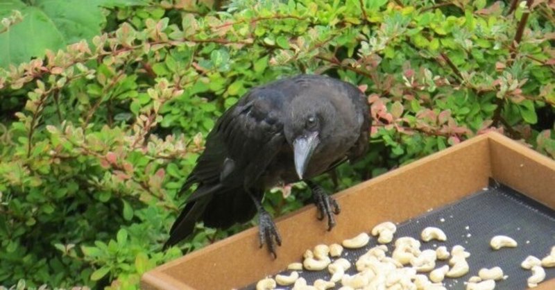 カラスの恩返し 女の子へ贈り物 みほ魔法 美保神社 フォロバ100 Note カラスの恩返し 女の子へ贈り物 みほ魔法 美保神社 フォロバ100 Note
