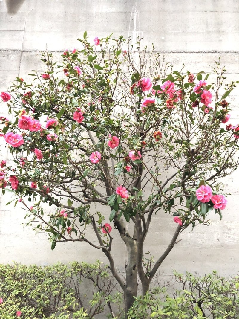椿と山茶花 サザンカ 花首から落ちるか 花びらが散るかで見分けるという なんともミステリアスな花 藤本裕子 Note