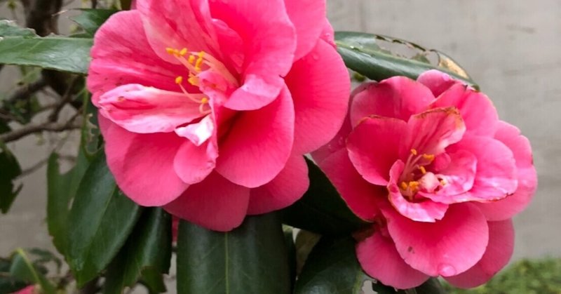 椿と山茶花 サザンカ 花首から落ちるか 花びらが散るかで見分けるという なんともミステリアスな花 藤本裕子 Note