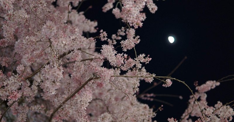 夜桜と共に恋がパッと散った話