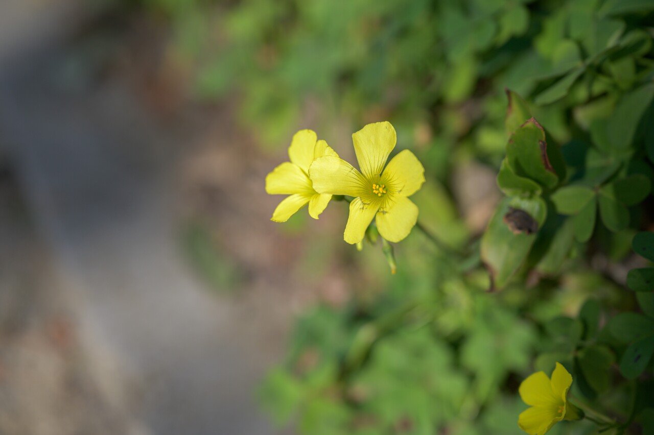 春のまぼろし Tottiy Note 春のまぼろし Tottiy Note