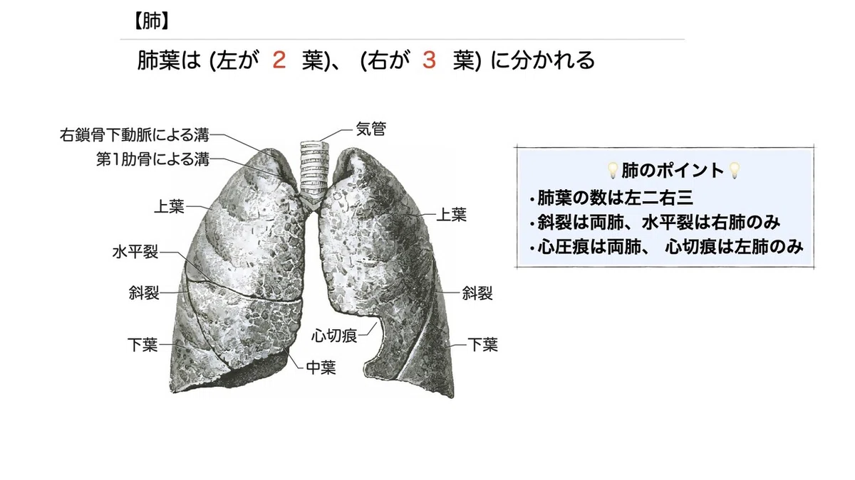 3-4 (2)】呼吸器系 - 肺 一問一答｜かずひろ先生（黒澤一弘｜解剖×教育