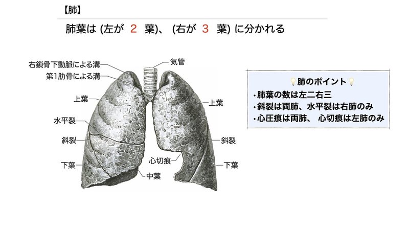 【徹底的国試対策】3-4 呼吸器系 - 肺.042