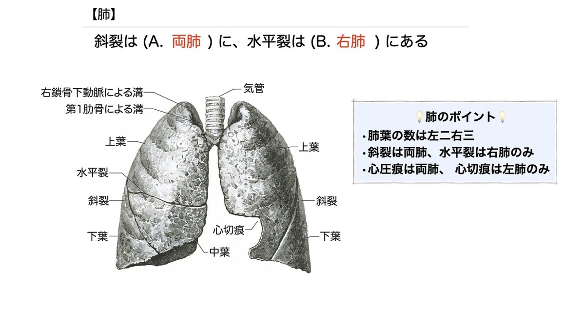 3-4 (2)】呼吸器系 - 肺 一問一答｜かずひろ先生（黒澤一弘｜解剖×教育