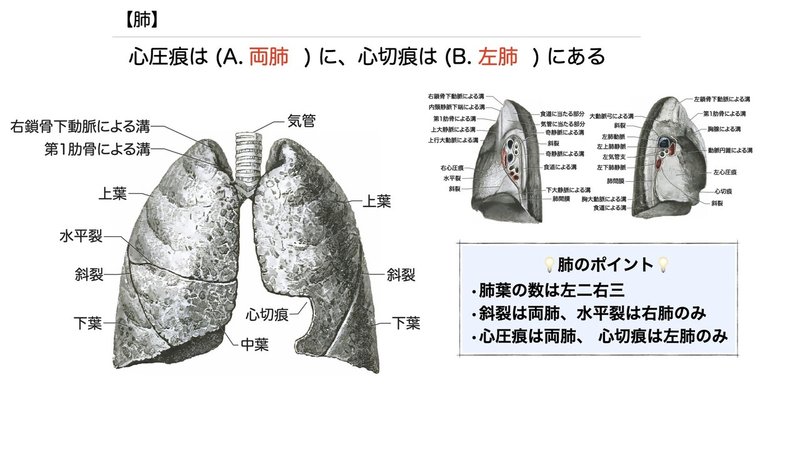 【徹底的国試対策】3-4 呼吸器系 - 肺.046