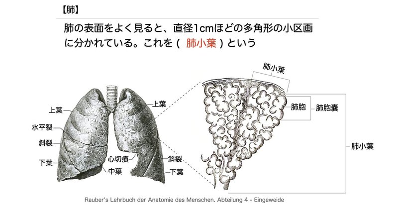 【徹底的国試対策】3-4 呼吸器系 - 肺.048