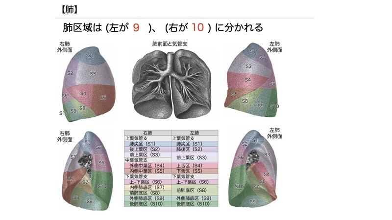 【徹底的国試対策】3-4 呼吸器系 - 肺.050