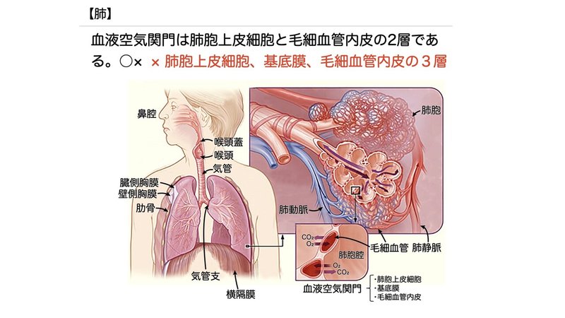 【徹底的国試対策】3-4 呼吸器系 - 肺.054