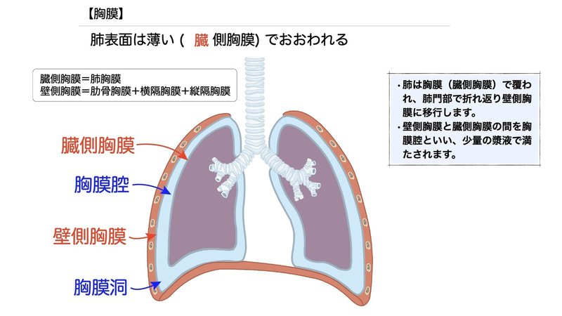 【徹底的国試対策】3-4 呼吸器系 - 肺.056