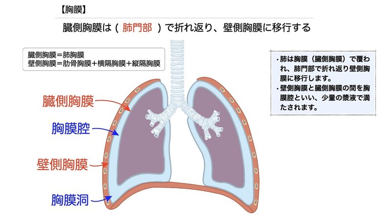 【徹底的国試対策】3-4 呼吸器系 - 肺.058