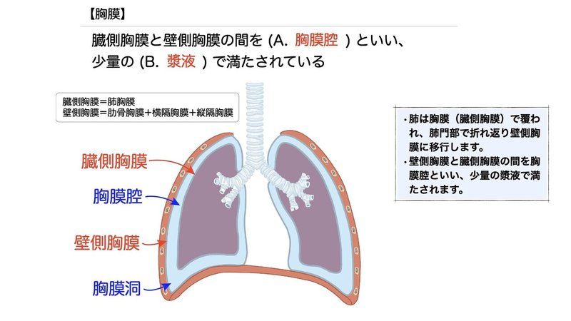 【徹底的国試対策】3-4 呼吸器系 - 肺.060