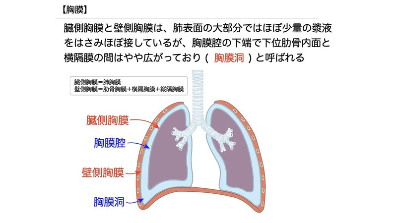 【徹底的国試対策】3-4 呼吸器系 - 肺.062