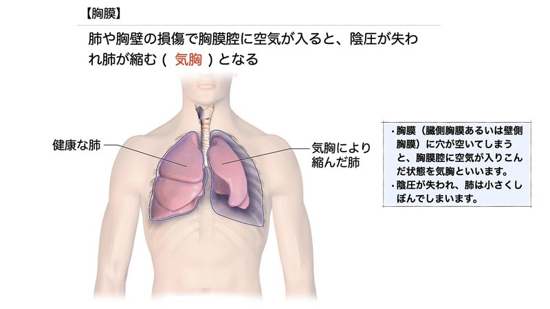 【徹底的国試対策】3-4 呼吸器系 - 肺.064