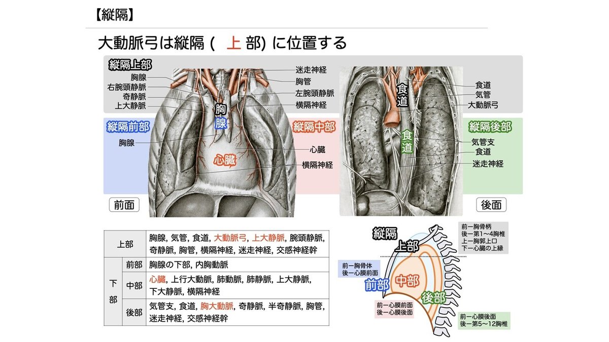 呼吸の仕組みとその管理 3-4 (2)】呼吸器系 - 肺 一問一答|かずひろ先生(黒澤一弘